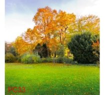 PC33