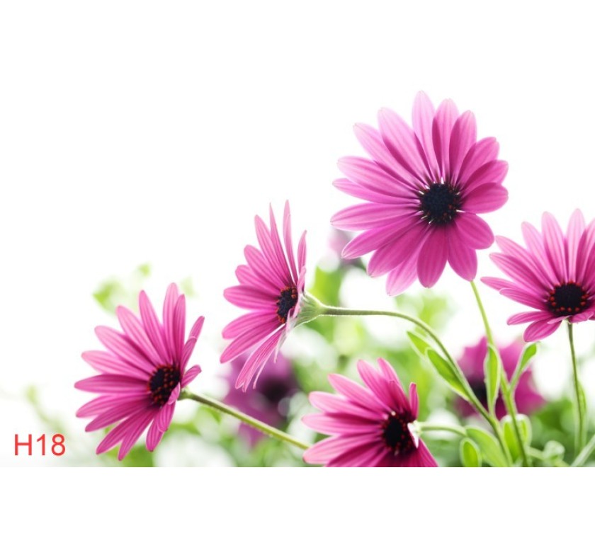 H18
