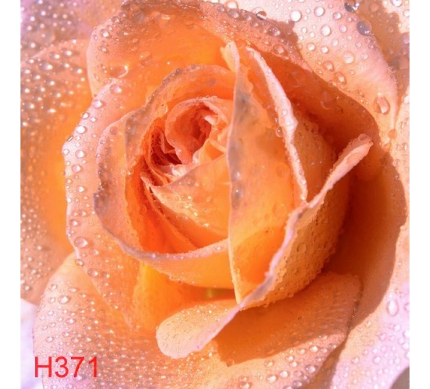 H371  