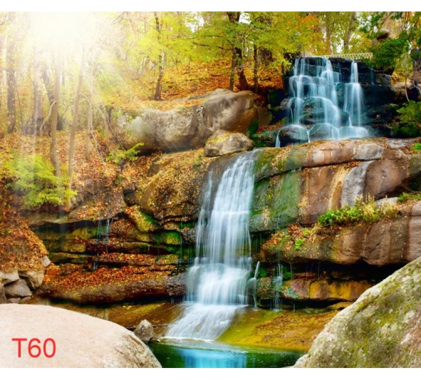 T60