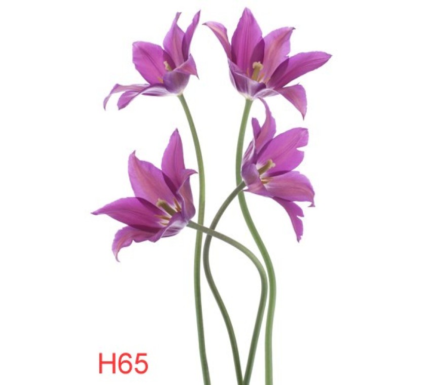 H64