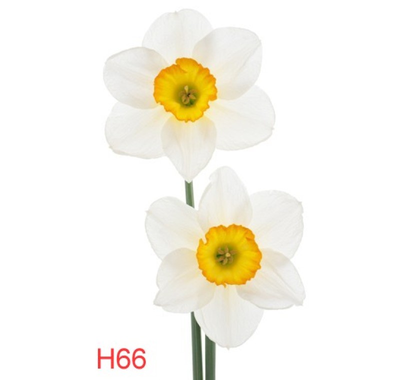 H64