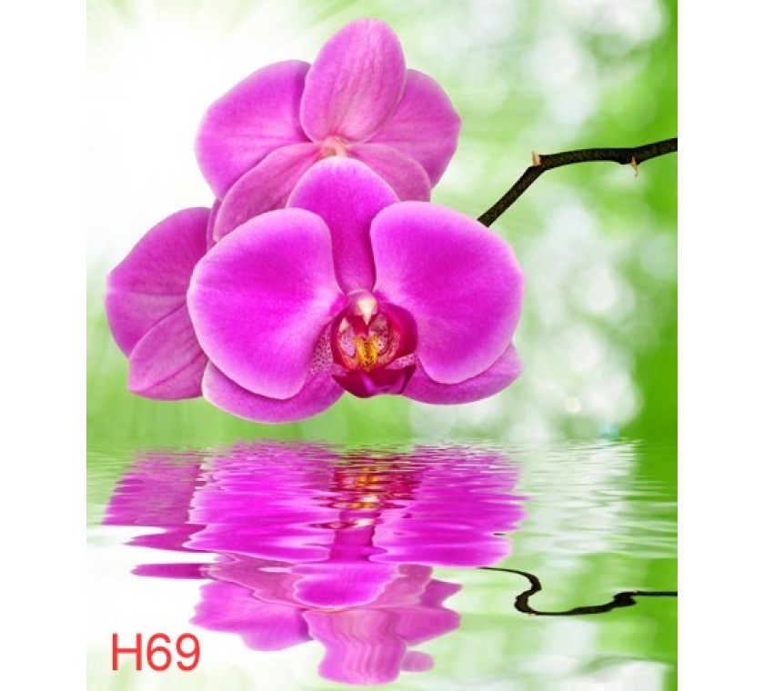 H64