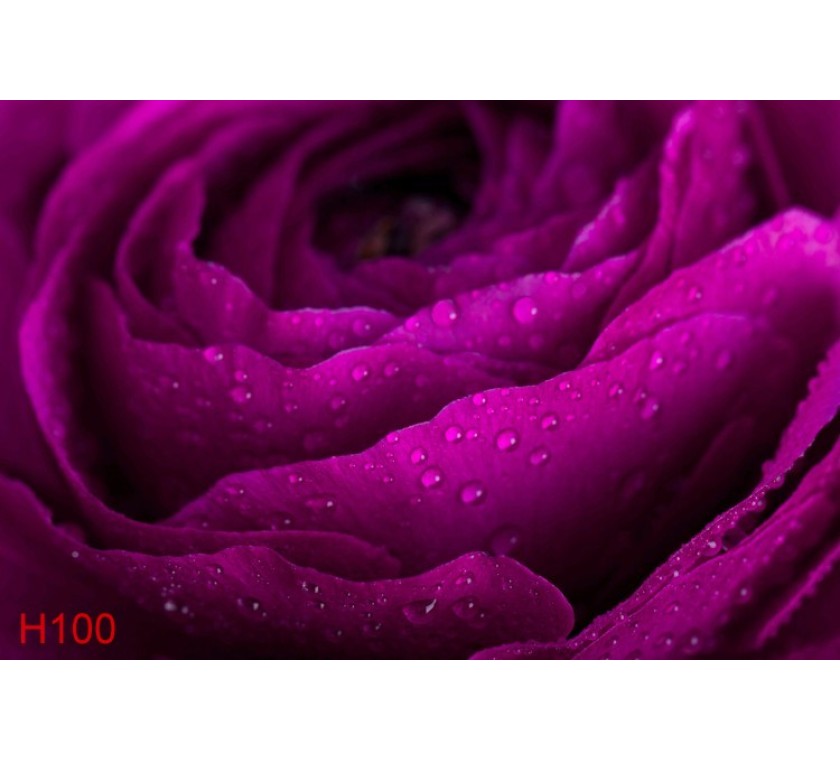 H100